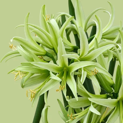 Zielony amarylis Cybister Evergreen