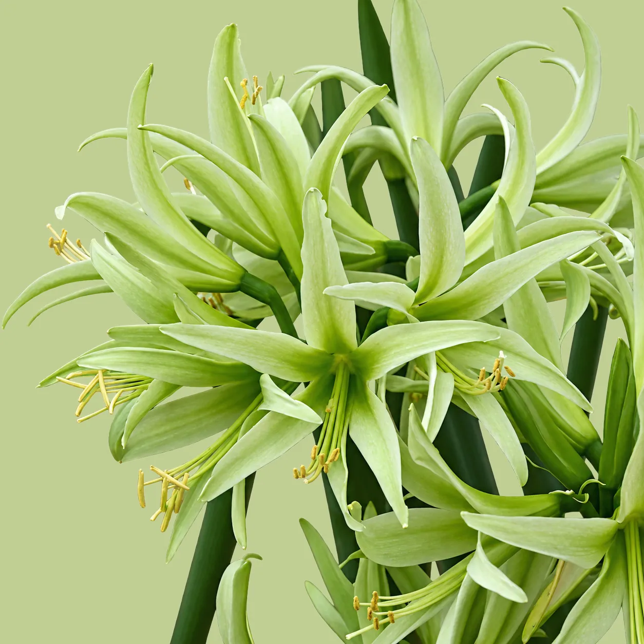 Zielony amarylis Cybister Evergreen