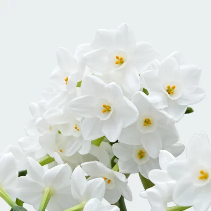 Białe narcyzy Paperwhite Inbal