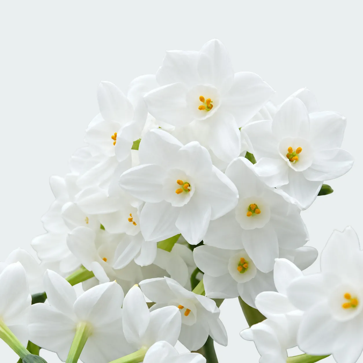 Białe narcyzy Paperwhite Inbal